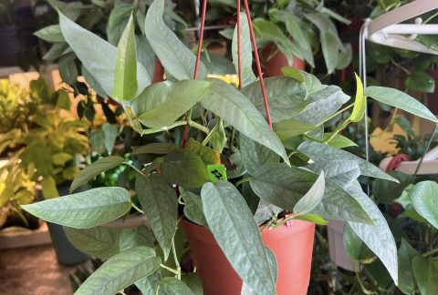 Houseplants