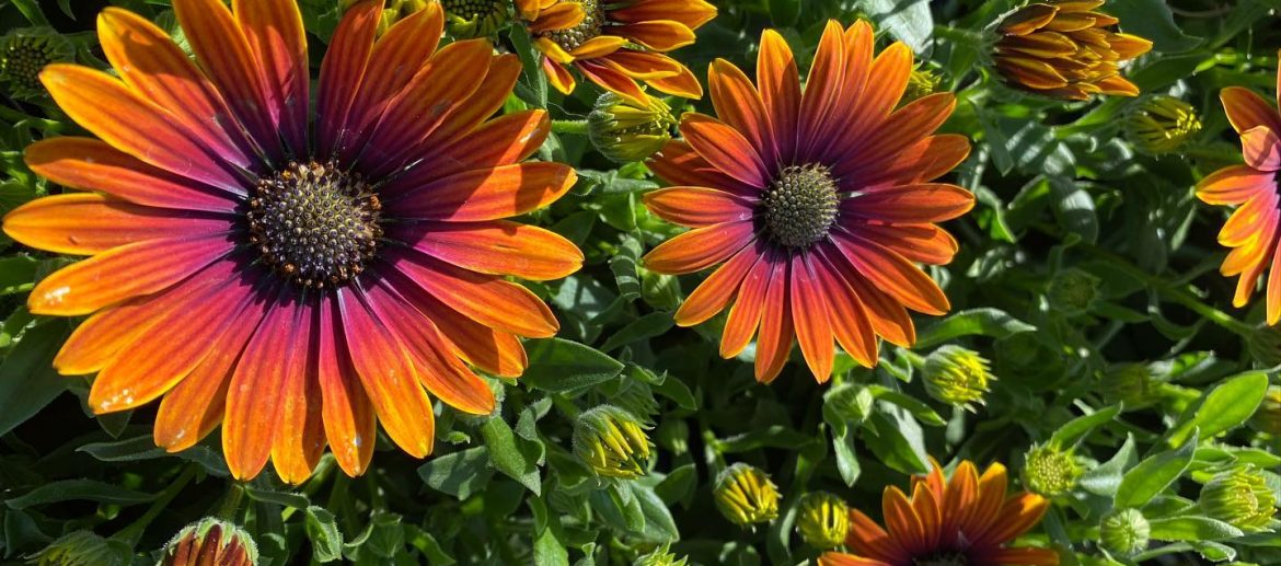 flowers