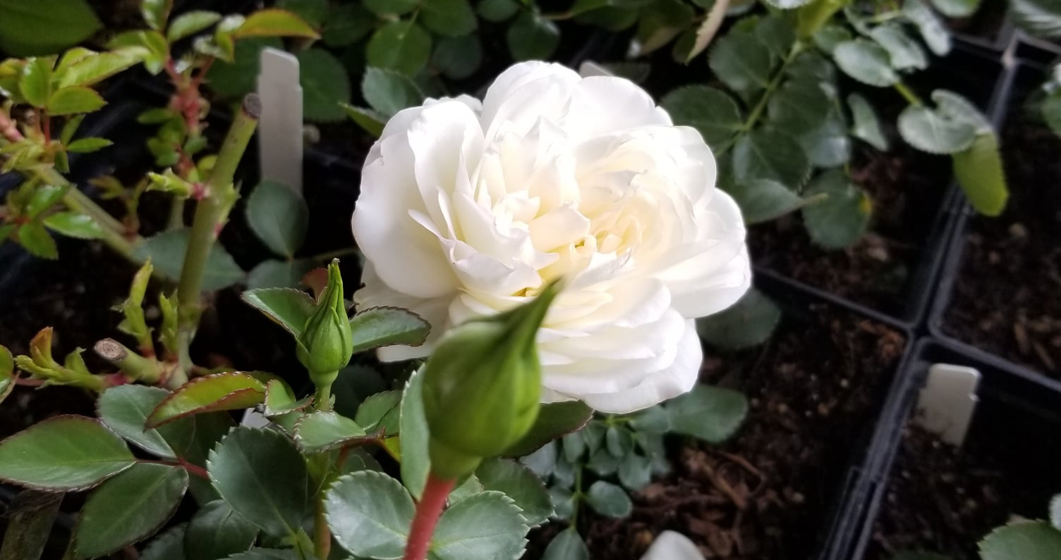 Roses Fertile Earth Nursery and Garden Center